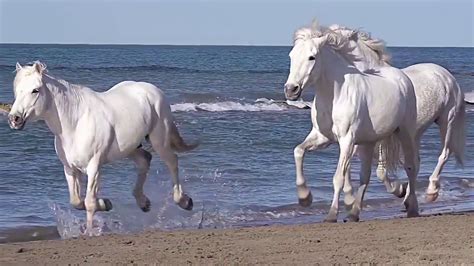 Amazing Scene - Horse Running On The Beach - YouTube