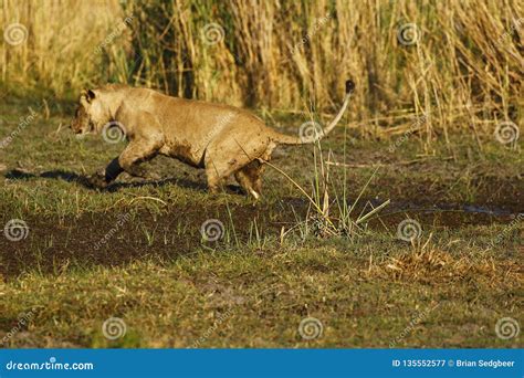 View of a Large Lion Jumping Over the Water Stock Image - Image of ...