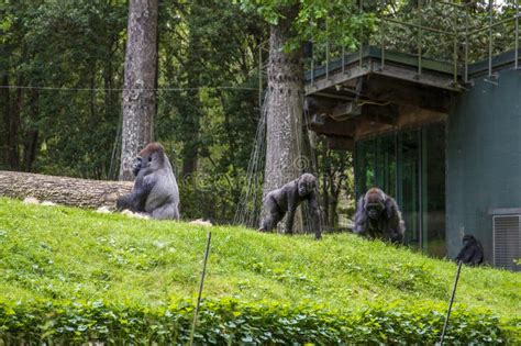 Gorillas in a Habitat Surrounded by Lush Green Trees and Plants at Zoo Atlanta in Atlanta ...