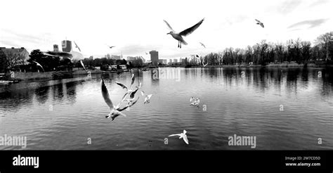 Danube River / Vienna Stock Photo - Alamy