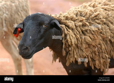 Black sheep with patchy white outer cover of wool in Vumba mountains Zimbabwe Stock Photo - Alamy