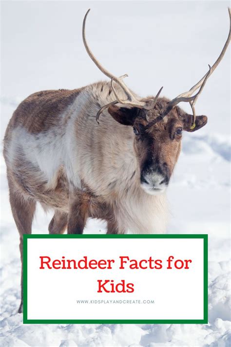 Reindeer Facts for Kids 2020 - Kids Play and Create | Reindeer facts ...