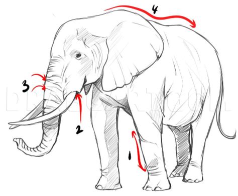 How To Draw A Realistic Elephant, Draw Real Elephant, Step by Step ...