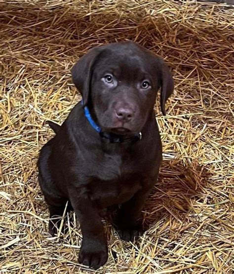 Chocolate Lab Puppies | Dogs & Puppies for Rehoming | Edmonton | Kijiji