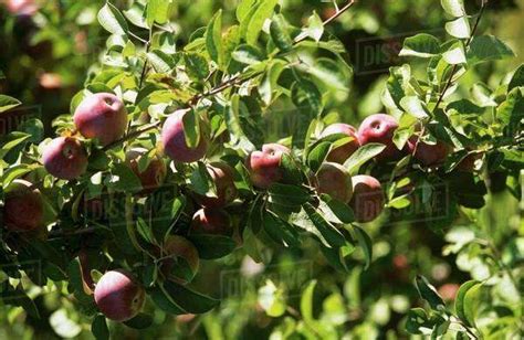 Cortland Apple Tree Against a Blue Sky with Clouds - Stock Photo - Dissolve