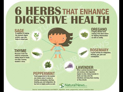 Herbs. Digestion. Health. Natural. Holistic | Digestive health ...