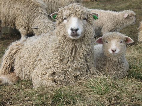 Risby Grange Longwools, A flock of rare breed Lincoln Longwool sheep in the Lincolnshire Wolds ...