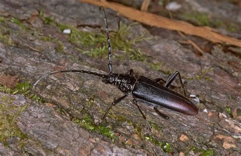 Zahlreiche einheimische Käferarten gefährdet | Naturschutz.ch