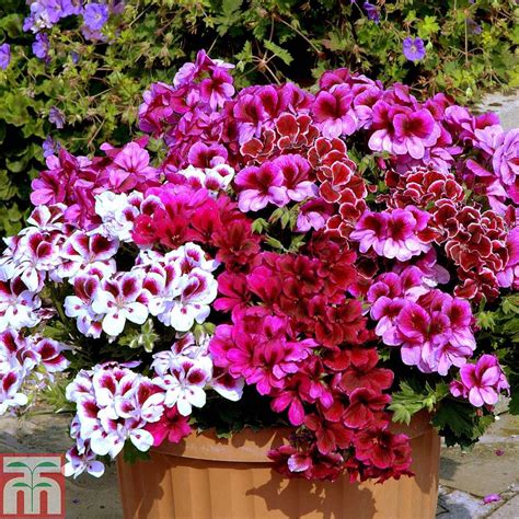 Geranium Regal Collection| Thompson & Morgan | Geranium plant ...