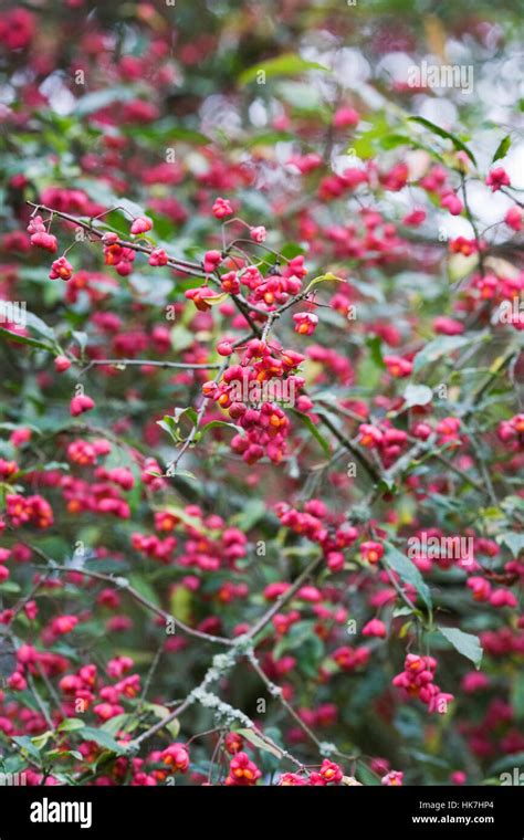 Euonymus berries hi-res stock photography and images - Alamy