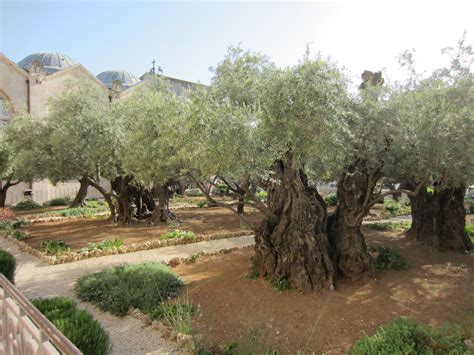 Travelers of All Ages | Garden of gethsemane, Landscape, Tree