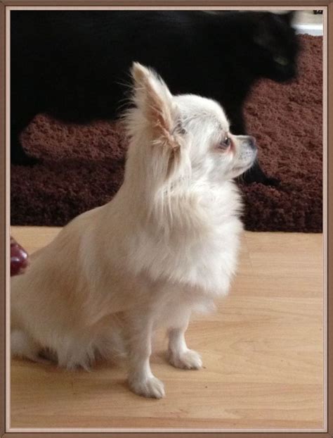 White Long Haired Apple Head Chihuahua - Pets Lovers