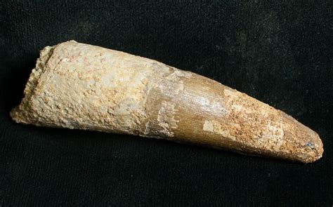 Large 2.89" Spinosaurus Tooth (#8739) For Sale - FossilEra.com