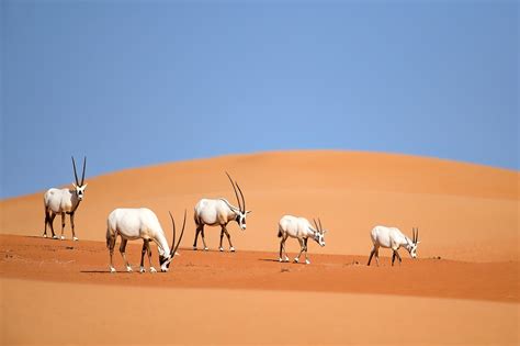 The Arabian Desert - WorldAtlas