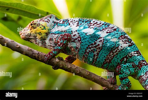 Male adult Panther Chameleon (Furcifer pardalis) in its natural habitat, the Madagascar rain ...