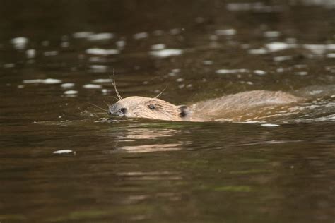 Returning our lost apex predators - All Things Wildlife.co.uk