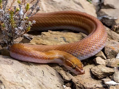 Brown House Snake (Boaedon capensis) from Montagu, South Africa. Harmless. : r/SnakeRescue