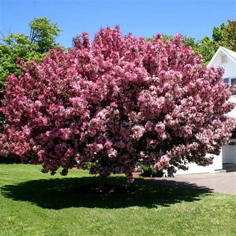 Flowering Crabapple 'Thunderchild' (Malus hybrid) | My Garden Life