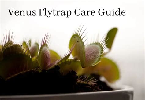 venus-flytrap-care-guide | Carnivorous Plants Tips