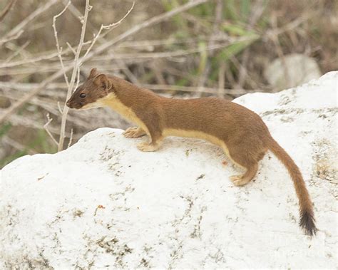 Long Tailed Weasel Hunting Photograph by Dennis Hammer - Fine Art America