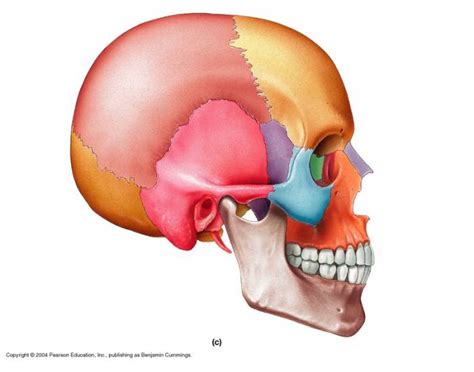 Skull Bones (Lateral View) Quiz