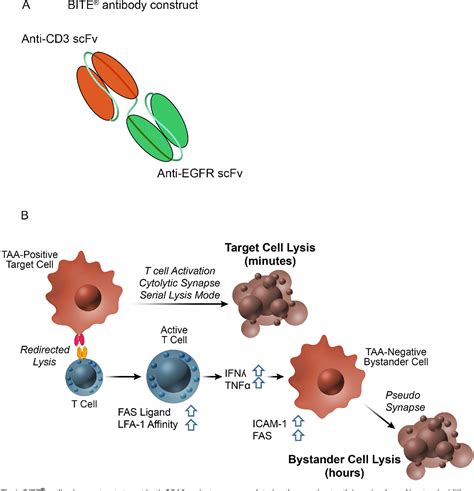 Figure 1 from Bispecific T cell engager (BiTE®) antibody constructs can mediate bystander tumor ...