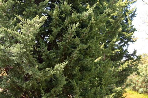 Chinese Juniper: Plant Care & Growing Guide