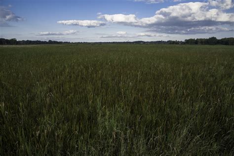 Complete landscape of Marsh Grasses at Cherokee Marsh image - Free ...