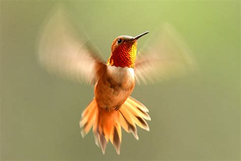 Hummingbird flight could provide insights for biomimicry in aerial ...