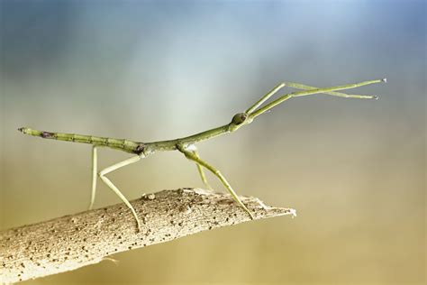 10 Fascinating Stick Insect Facts