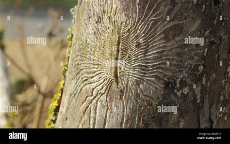 DUTCH ELM DISEASE Feeding galleries left by Elm Bark Beetles exposed as the tree's bark falls ...