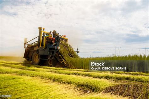 Harvesting Linen Under The Summer Sunlight Stock Photo - Download Image ...