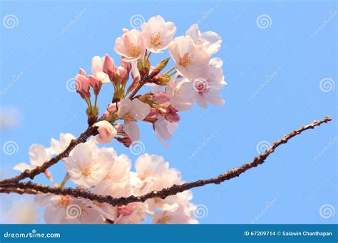 Cherry Blossoms at Kiyomizu-dera, Kyoto, Japan Stock Photo - Image of ...