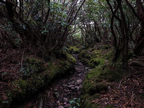 Brushy Mountain Trail, Great Smoky Mountains, TN [OC] : hiking