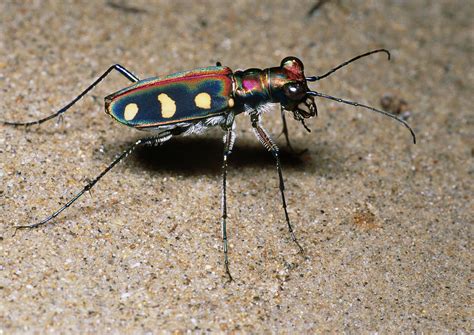 Tiger Beetle Photograph by Dr George Beccaloni - Pixels