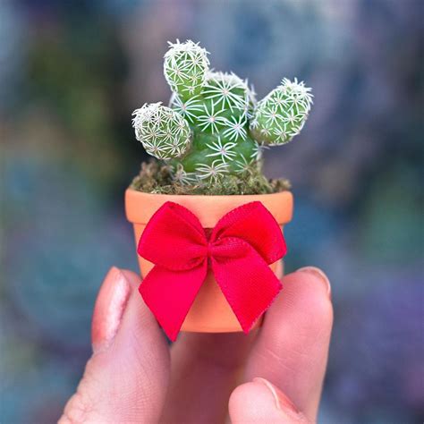 Mini Succulents Are the Cutest Plants We've Ever Seen