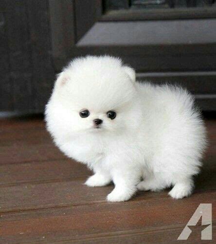 How Much Does A Micro Teacup Pomeranian Cost - Pets Lovers