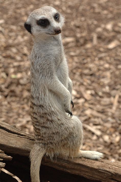 Meerkat Standing Animal - Free photo on Pixabay - Pixabay