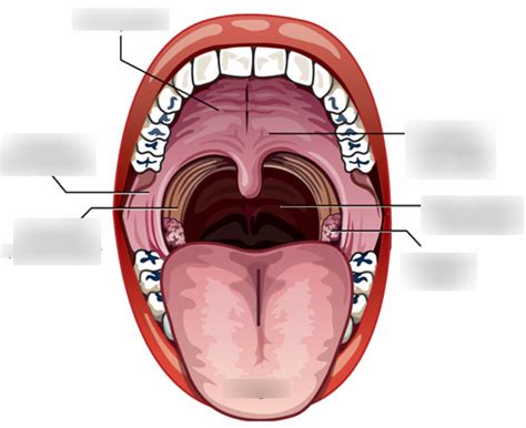 Lec17 velopharyngeal anatomy Diagram | Quizlet