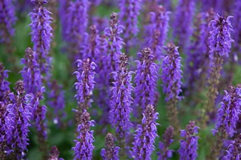 Ultimate Guide to Hyssop Flower Meaning, Types, and Uses - Petal Republic