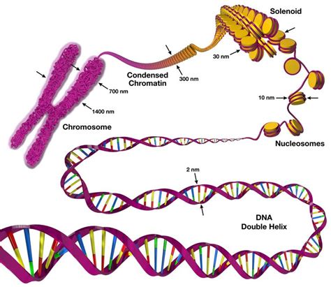 Chromosome structure | การออกแบบแฟชั่น