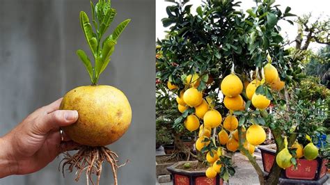 How To Grow Grapefruit With Fruit Easily 100% Success - YouTube