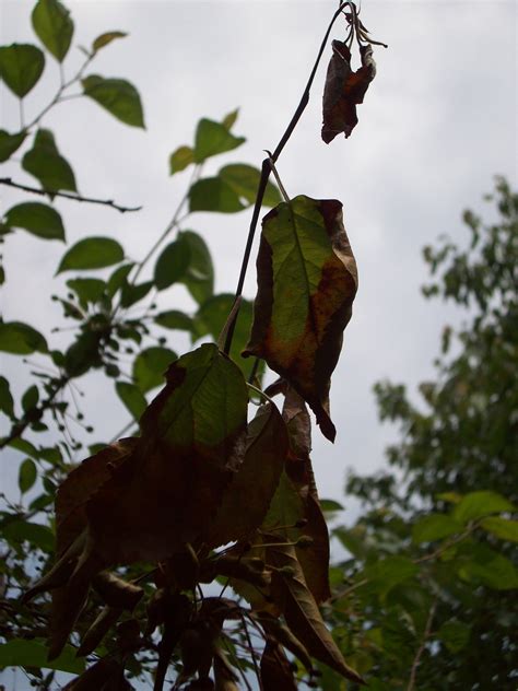 Fireblight on Pear Trees | Tomlinson Bomberger