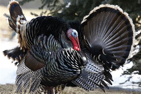 Turkey Tail Feathers - Thru Our Eyes Photography | Linton Wildlife Photos