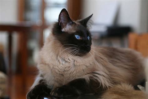 Balinese Cat Breed(Characteristics, Temperaments, Care)