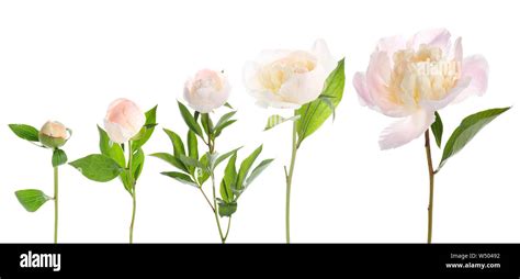 Different stages of blooming peony flower against white background Stock Photo - Alamy