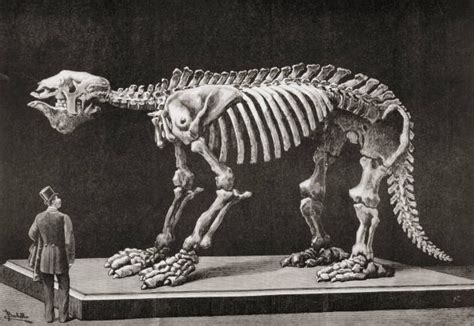 Revolutionary Find: Megatherium Fossils reveals truth