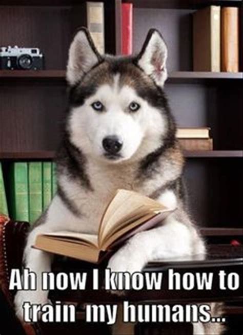 Beware Of Funny Animals - 23 Pics | Husky dogs, Husky, Husky puppy