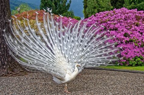 Breathtaking White Peacocks: Everything You Need To Know