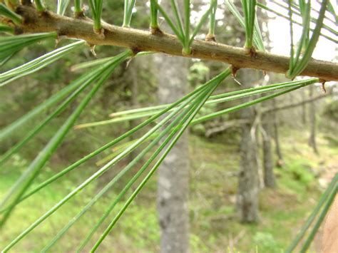 Pinus strobus (eastern white pine): Go Botany